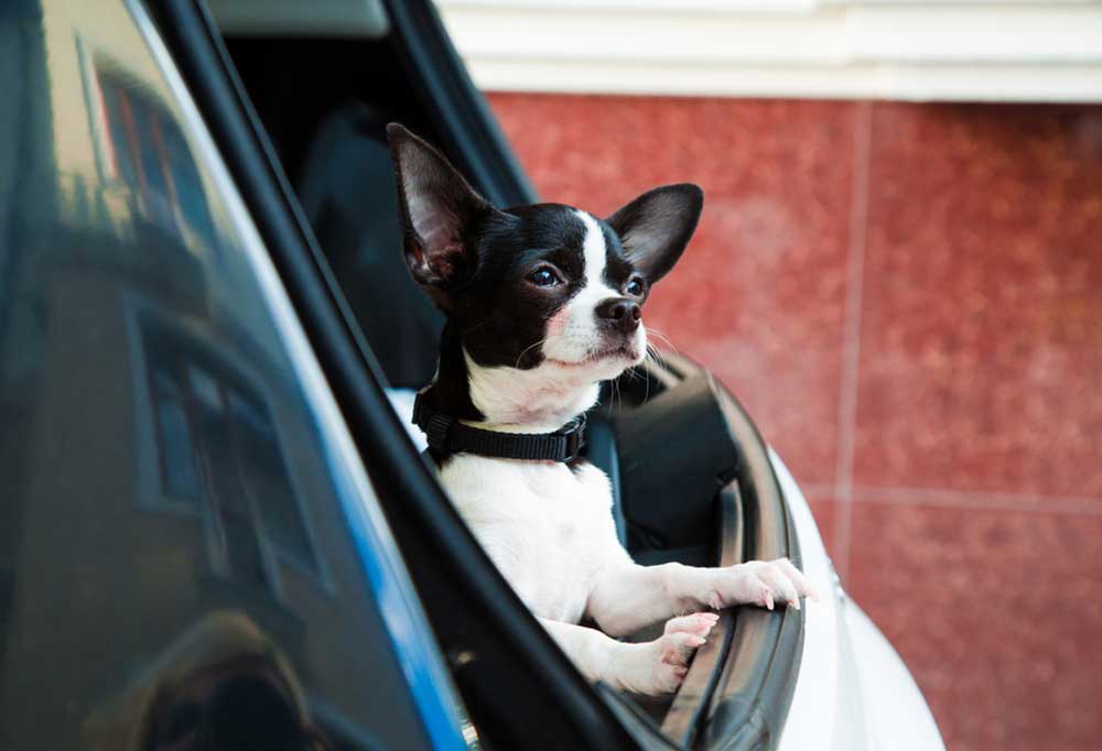 8 Dog Breeds that Travel Well