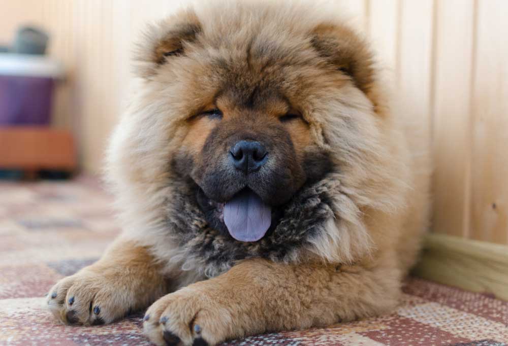10 Dog Breeds that Tolerate Being Left Alone