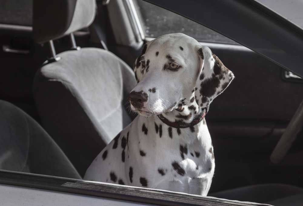 8 Dog Breeds that Travel Well