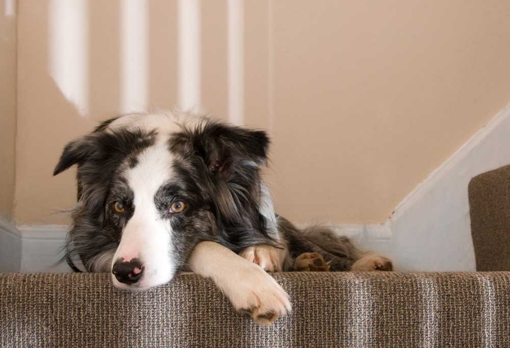 How to Help Older Dogs Up and Down Stairs?
