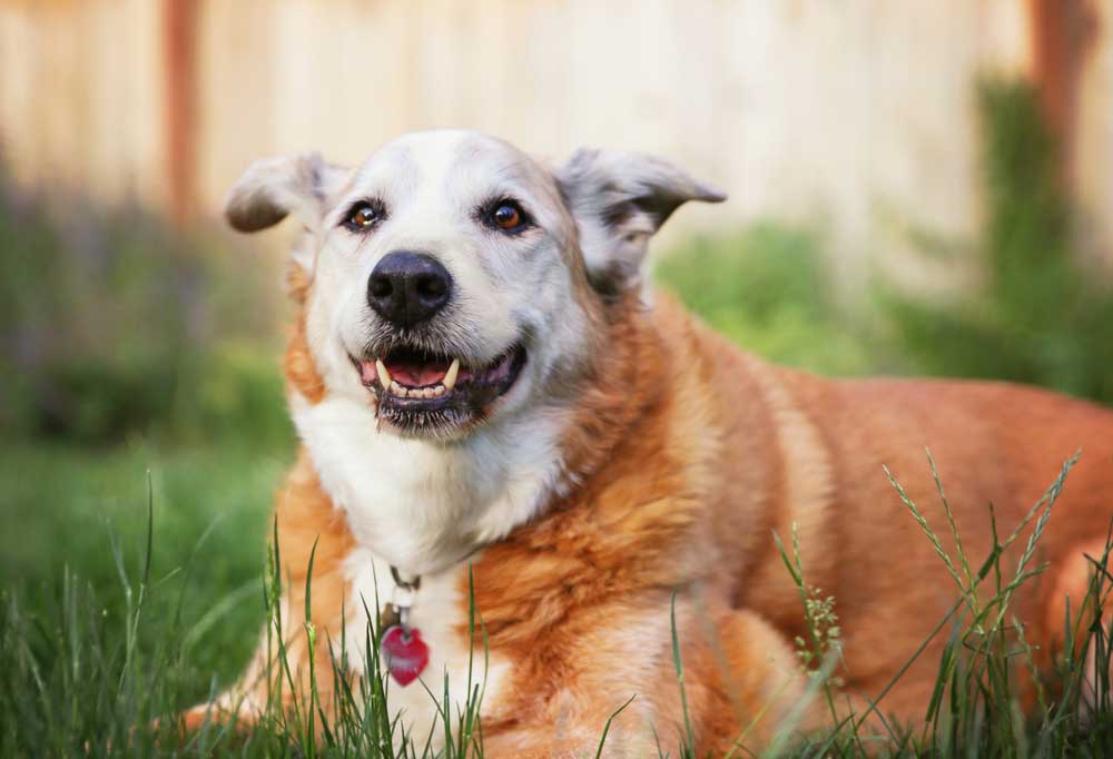 How To Get My Dog To Go Up Stairs at Robert Fisher blog