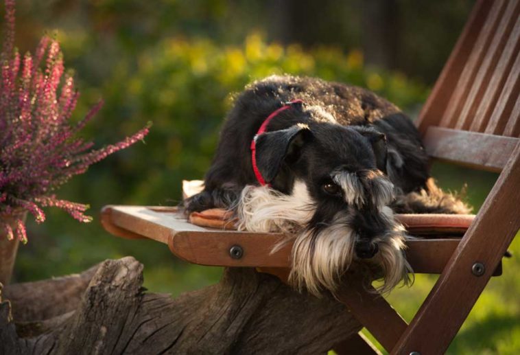 10 Dog Breeds that Tolerate Being Left Alone