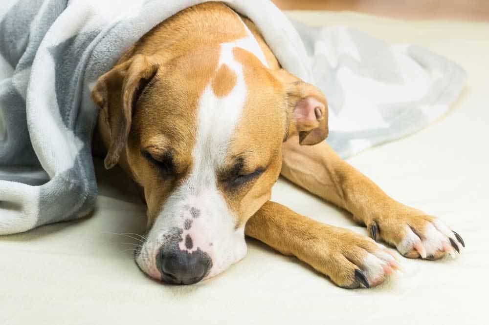 Help! My Dog Ate Cat Food