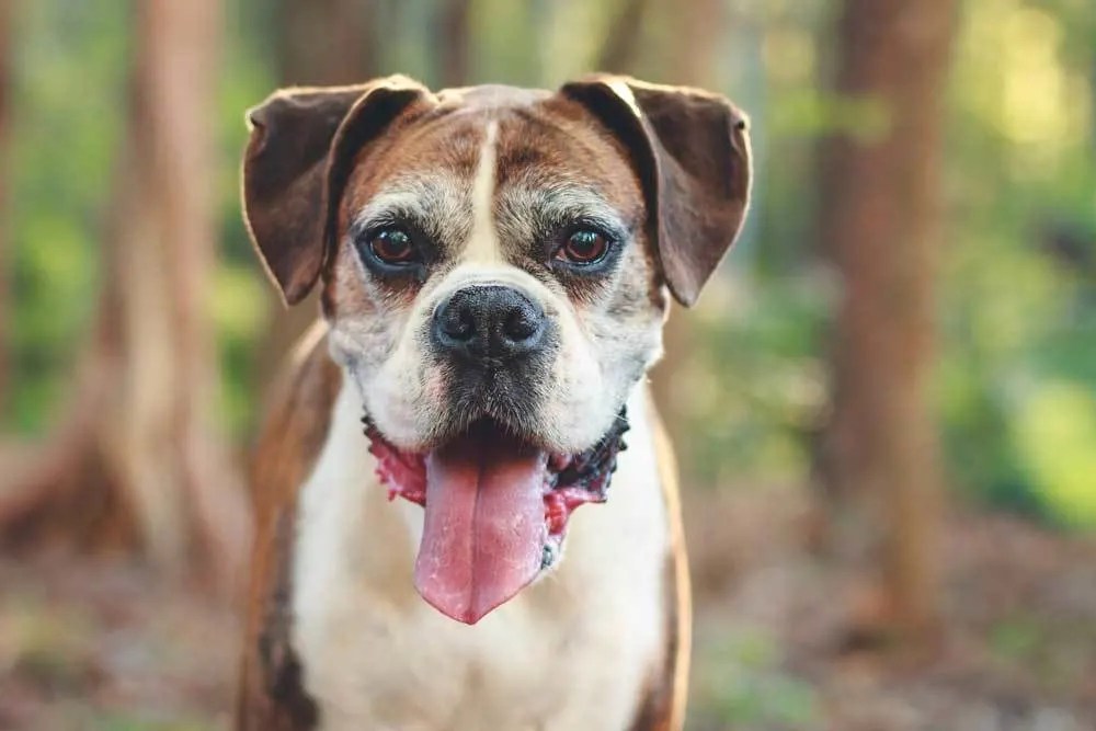 How Old Was The Oldest Boxer Dog That Ever Lived