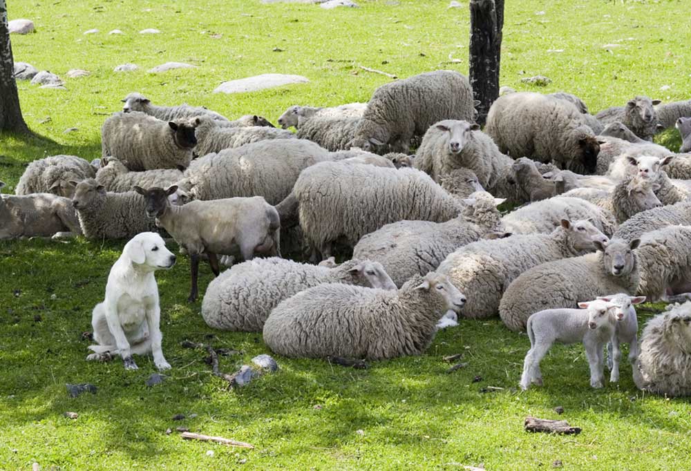 The Top 5 Dog Breeds That Protect Sheep