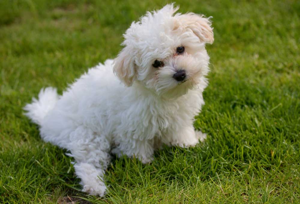 9 Dog Breeds that Stay Under 10 Pounds