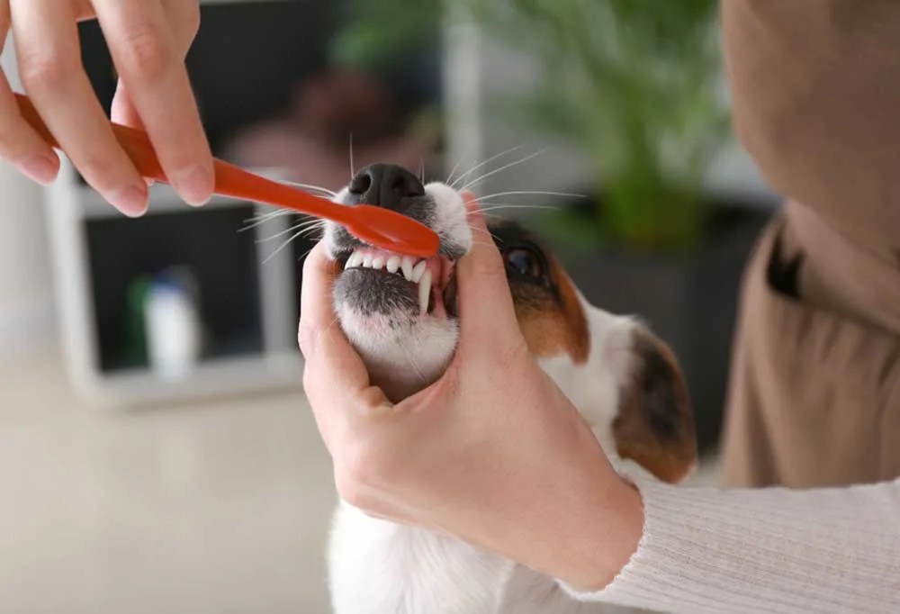 How To Clean A Dog's Mouth After Eating Poop