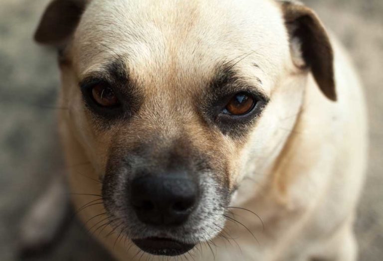 25 Dog Breeds that Begin with D