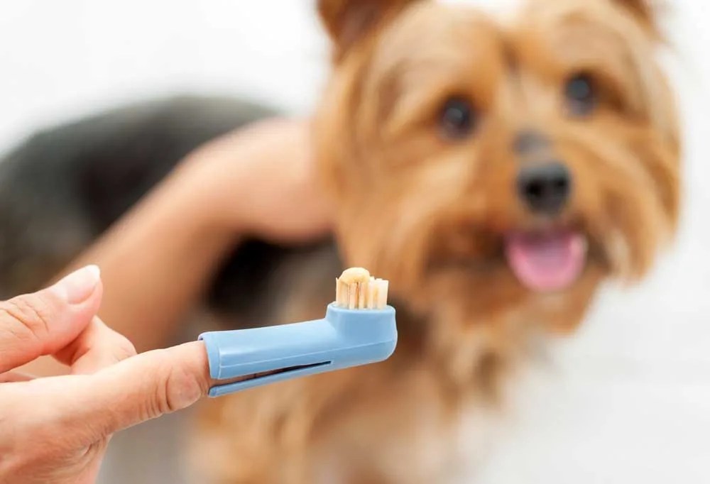 How To Clean A Dog's Mouth After Eating Poop