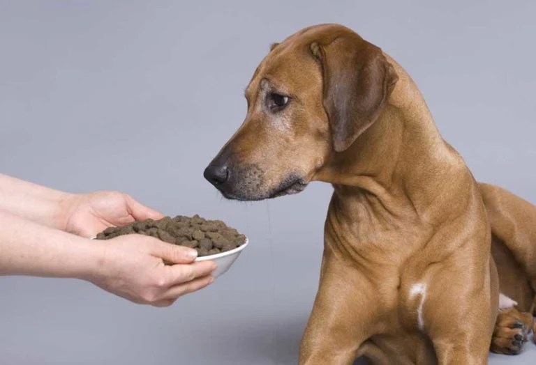 Do Older Dogs Eat Less?