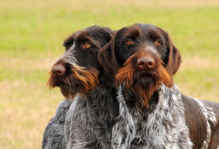 20 Dog Breeds that Begin with G