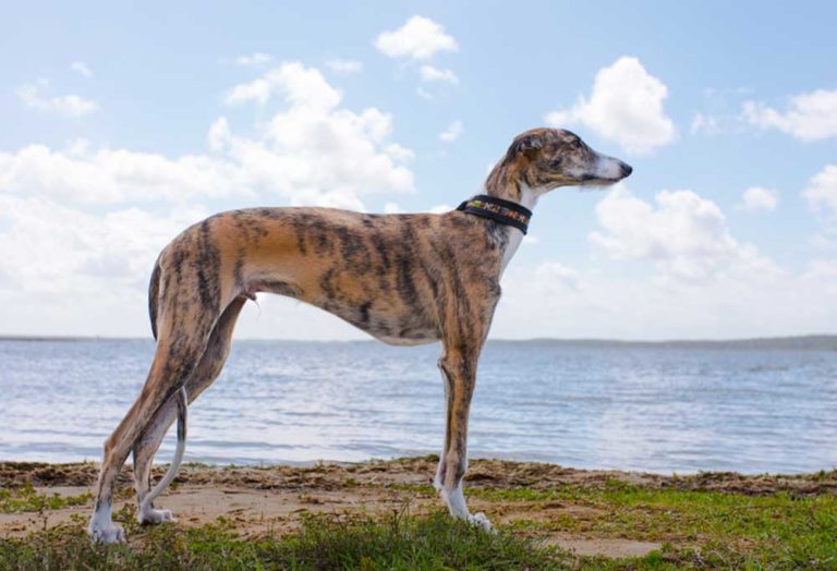 20 Dog Breeds that Begin with G
