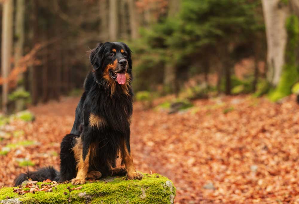 46 Dog Breeds that Start with H Complete List (with Pictures