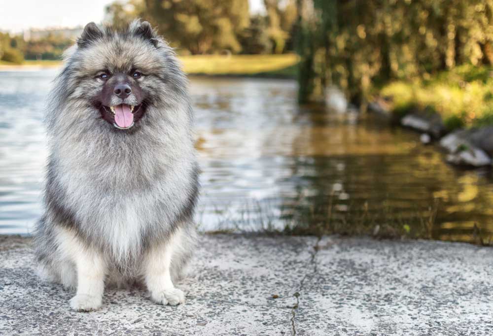 25 Dog Breeds that Begin with K