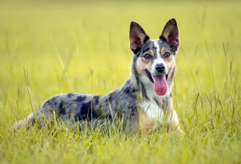 25 Dog Breeds that Begin with K