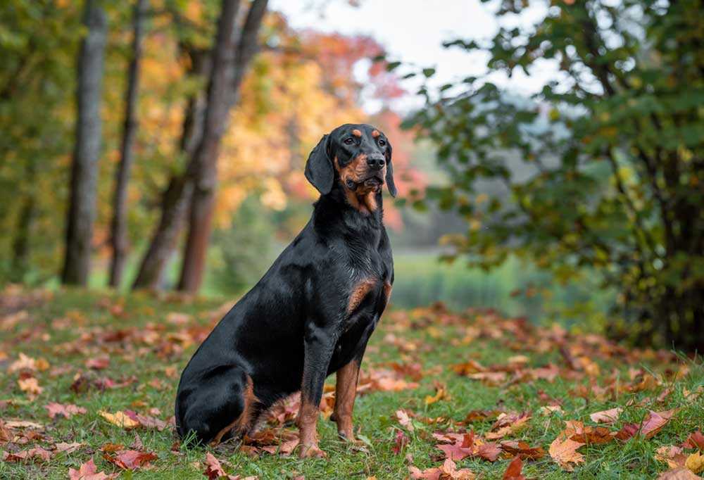25 Dog breeds that Begin with L