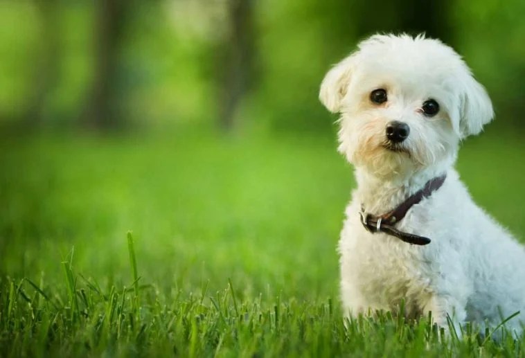 9 Dog Breeds that Stay Under 10 Pounds