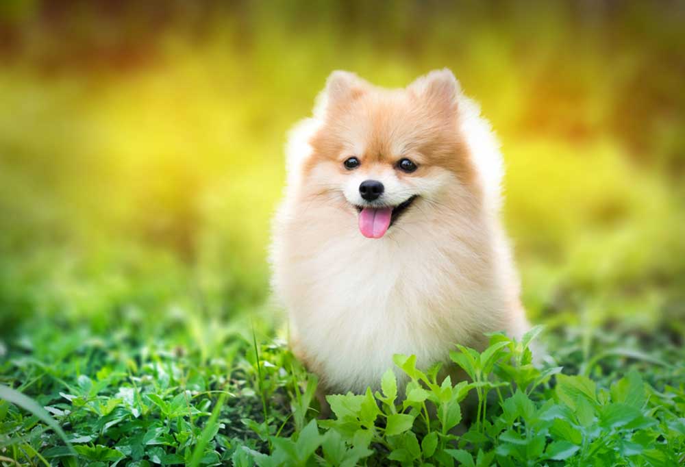 9 Dog Breeds that Stay Under 10 Pounds