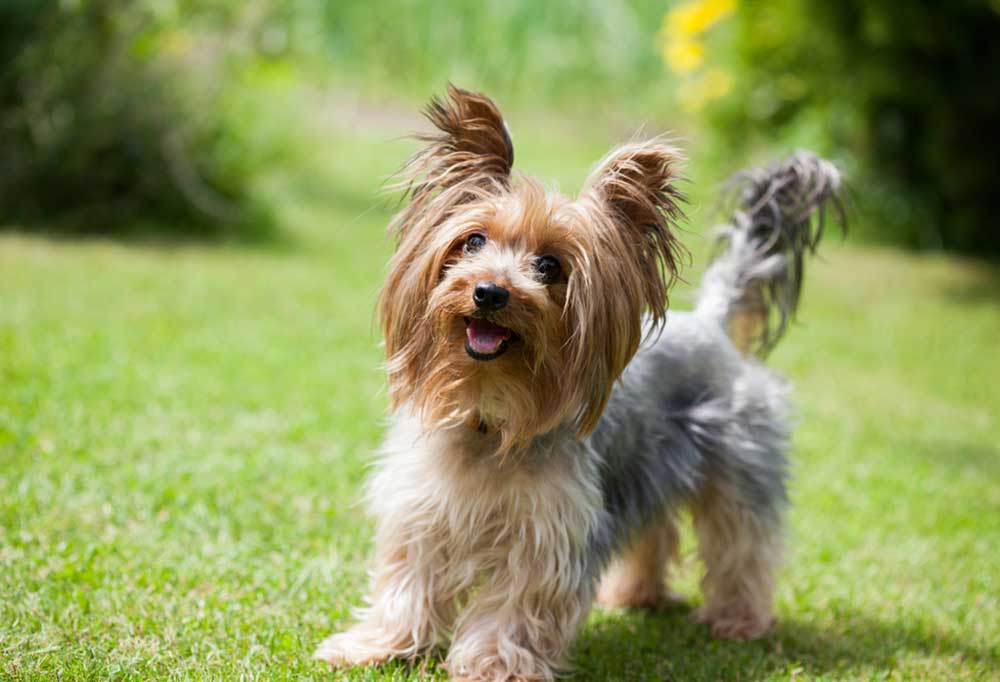 9 Dog Breeds that Stay Under 10 Pounds