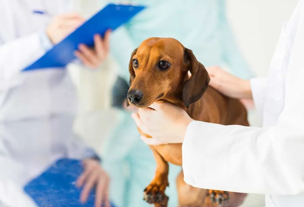 What to Do About a Dog Nail Yeast Infection