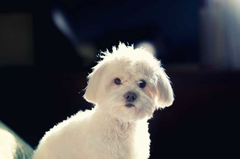 18 Dog Breeds that Begin with M