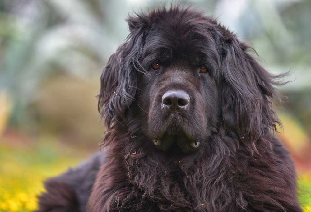 11 Dog Breeds that Begin with N