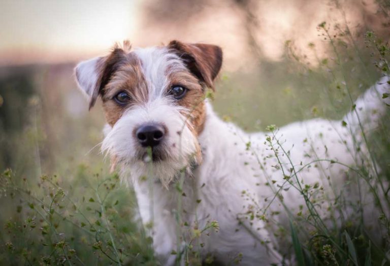 25 Dog Breeds that Begin with P