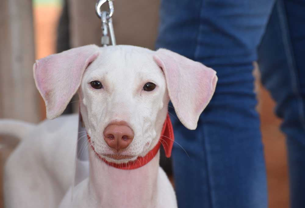 Dog Breeds That Start With R Eeds A To Z,, 50 Dog Breeds