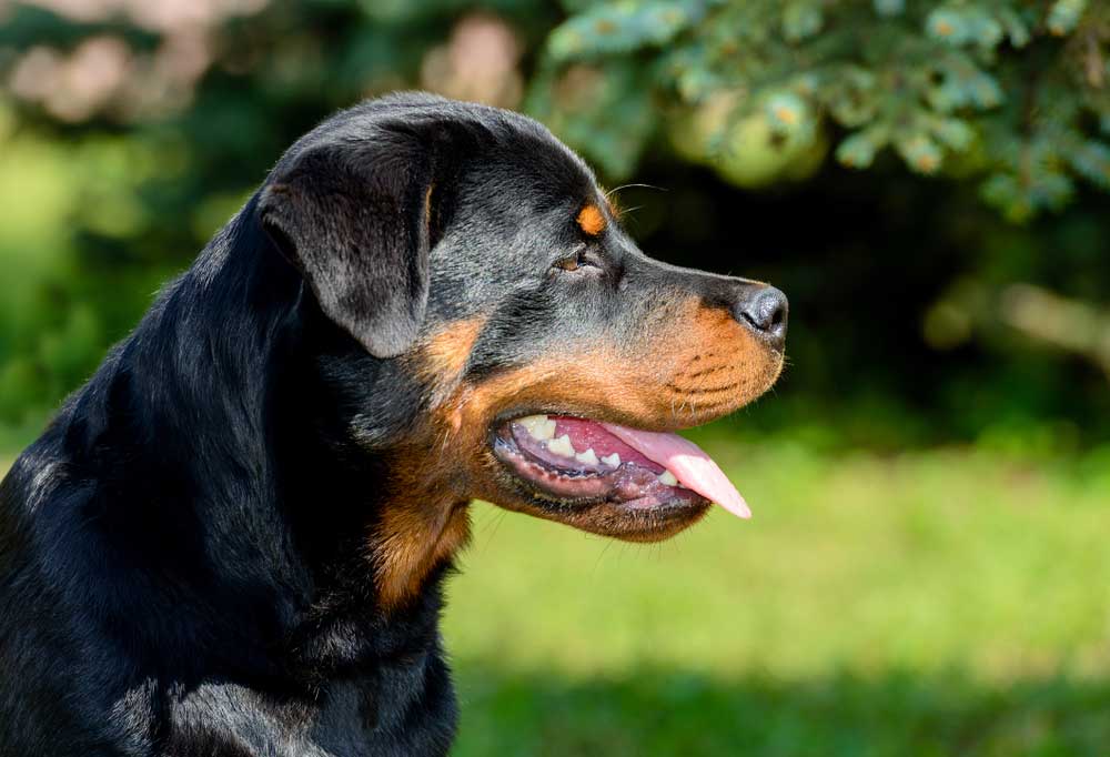 Dog Breeds That Start With R Eeds A To Z,, 50 Dog Breeds