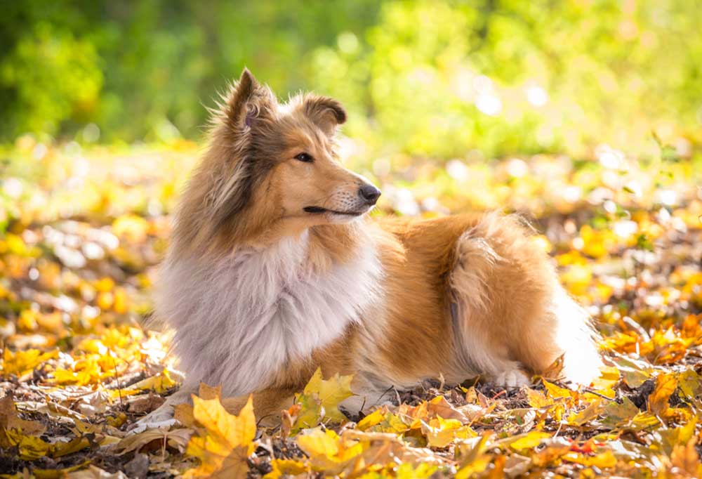 The 20 Smartest Dogs, Ranked By Breed Reader's Digest atelieryuwa