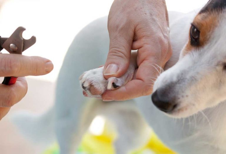 How to Sharpen Dog Nail Clippers?