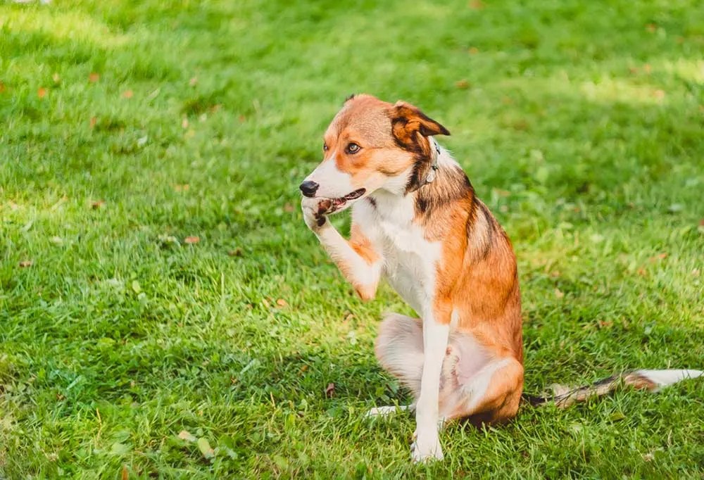 What to Do About a Dog Nail Yeast Infection