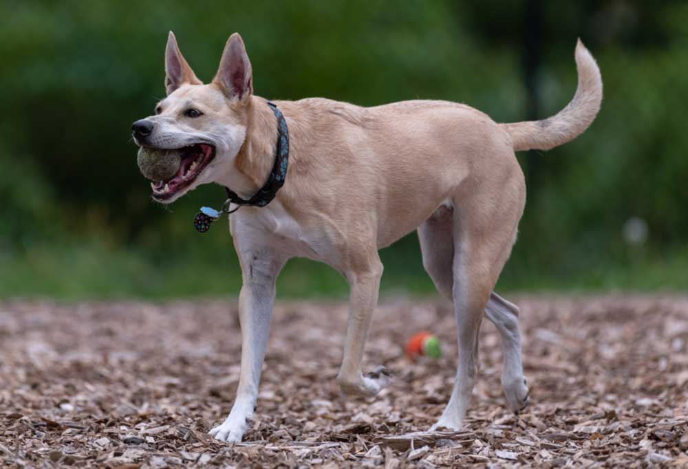 What is a Dingo Dog?