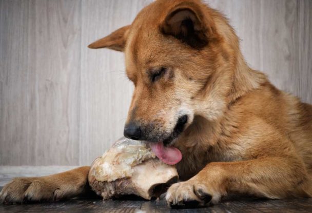 Help! My Dog Ate A Bone