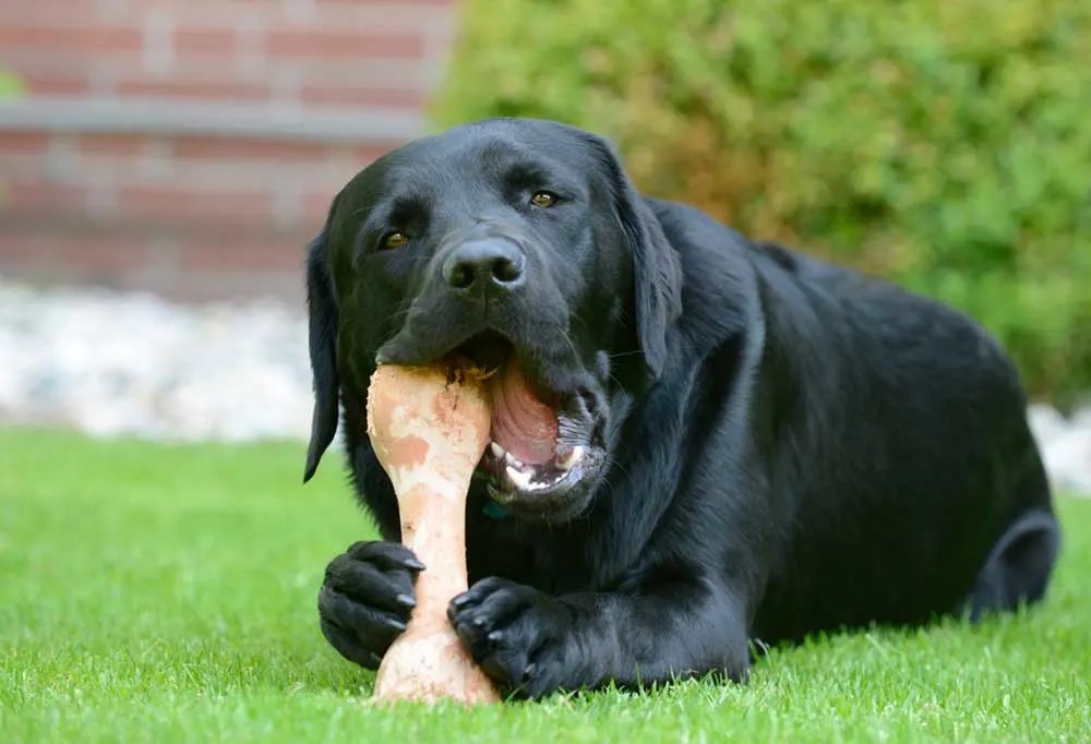Can A Dog Digest A Bone