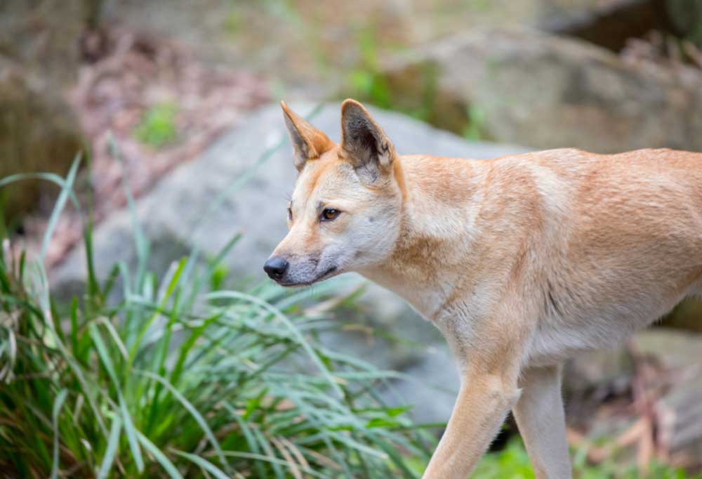 What is a Dingo Dog?