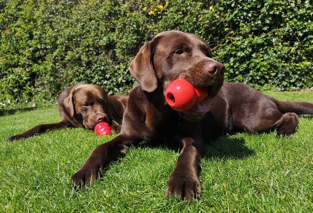 Are Kongs Ok For Puppies