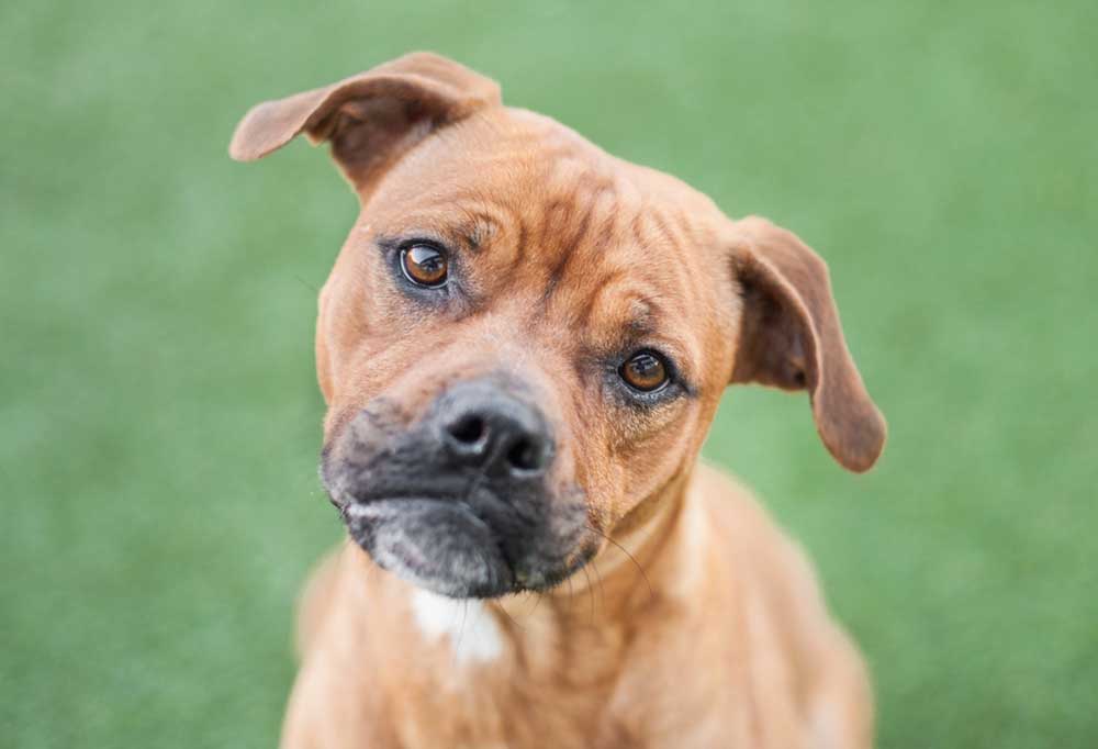 What does Dog Nail Discoloration Mean?