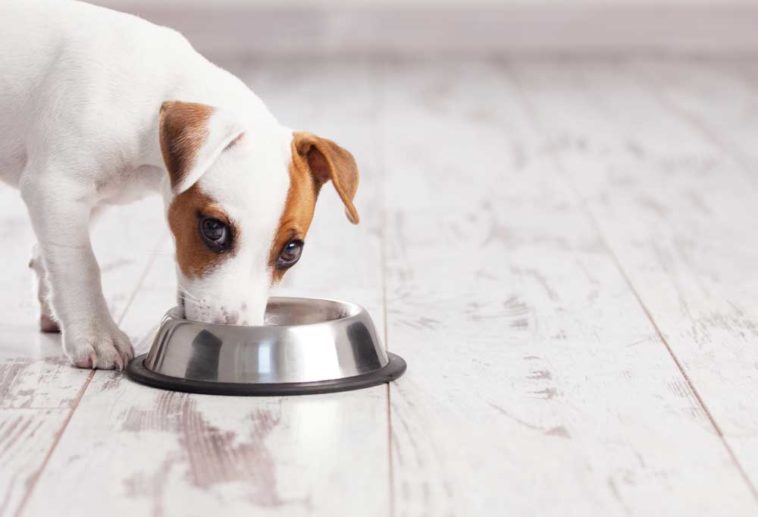 The Best 7 Puppy Foods for Small Breeds