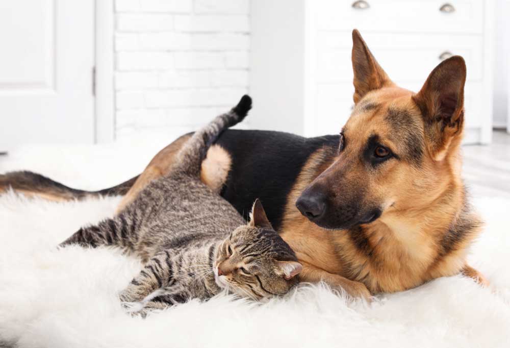 7 Large Dog Breeds That Are Good With Cats