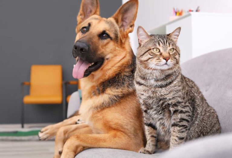 7 Large Dog Breeds That Are Good With Cats