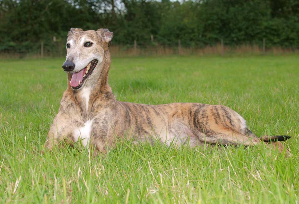 7 Large Dog Breeds That Are Calm