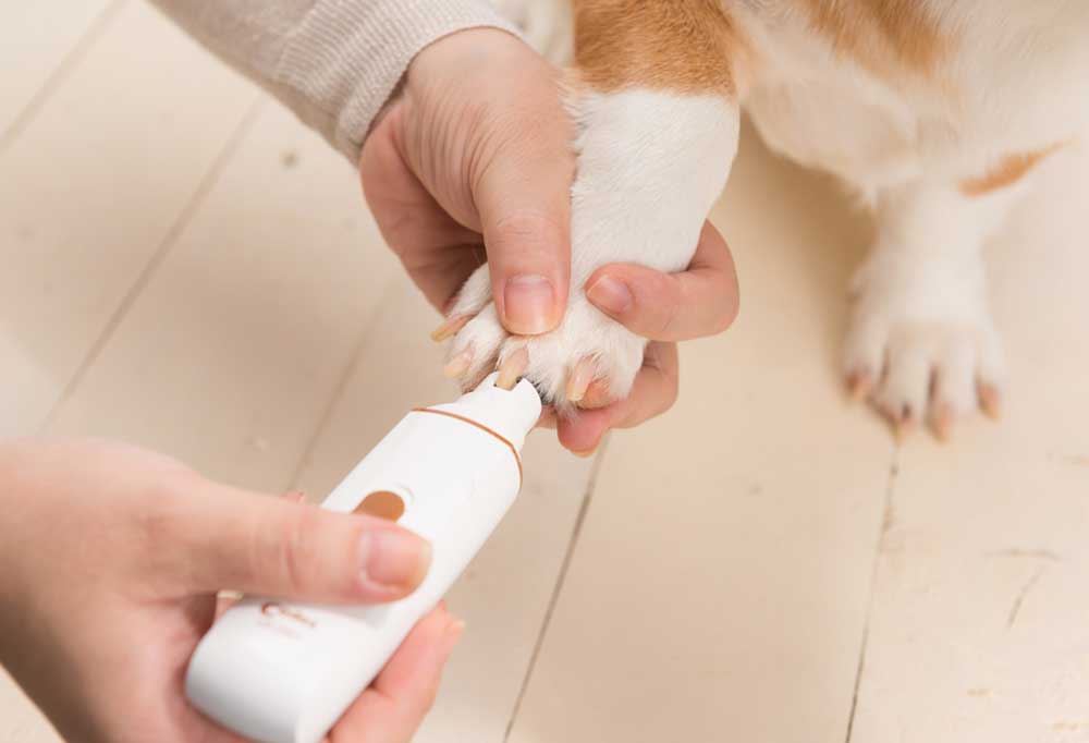 Dog Nail Trim vs. Grind