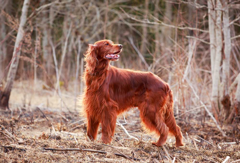 9 Large Dog Breeds That Live The Longest