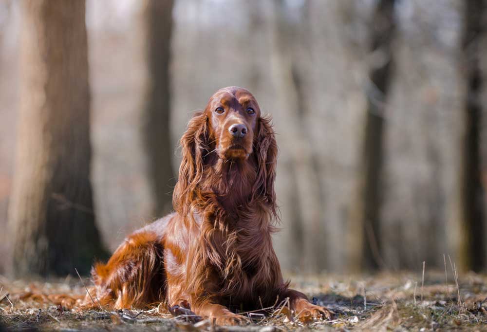 9 Large Dog Breeds That Live The Longest
