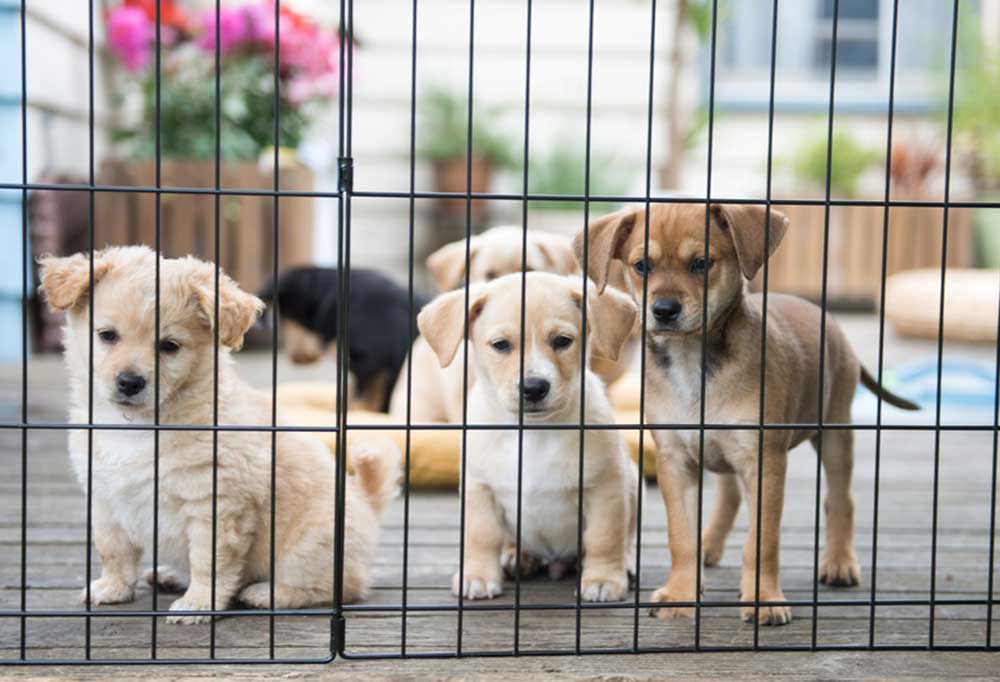 Puppy Pen vs. Crate