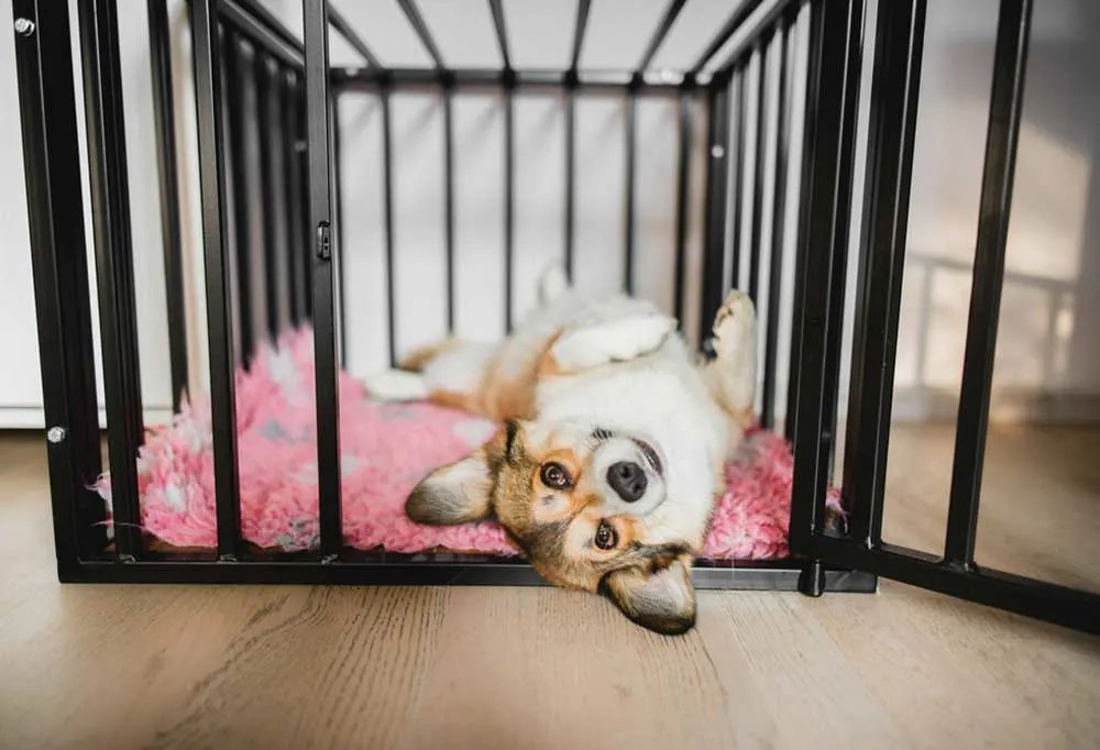 Puppy Pen vs. Crate