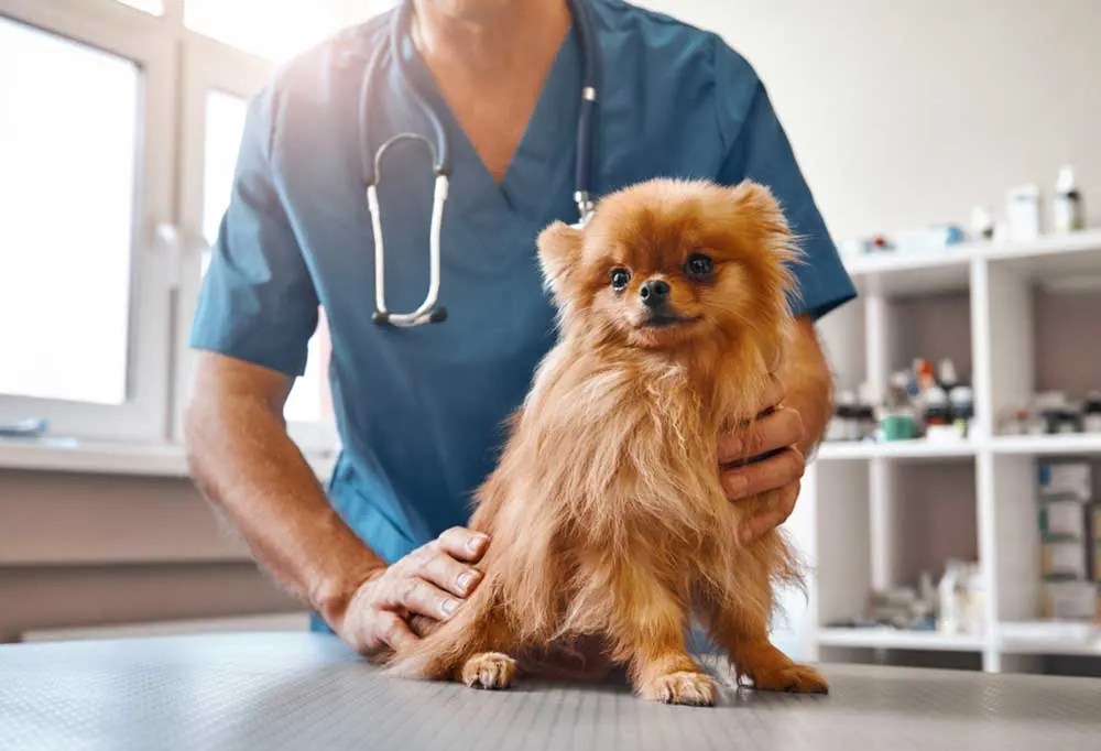 Help! My Dog Ate Nicotine Gum