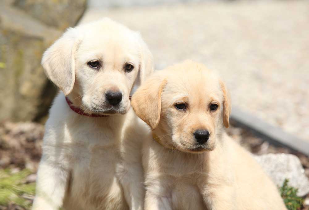 White Lab vs. Yellow Lab