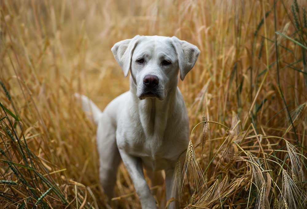White Lab vs. Yellow Lab